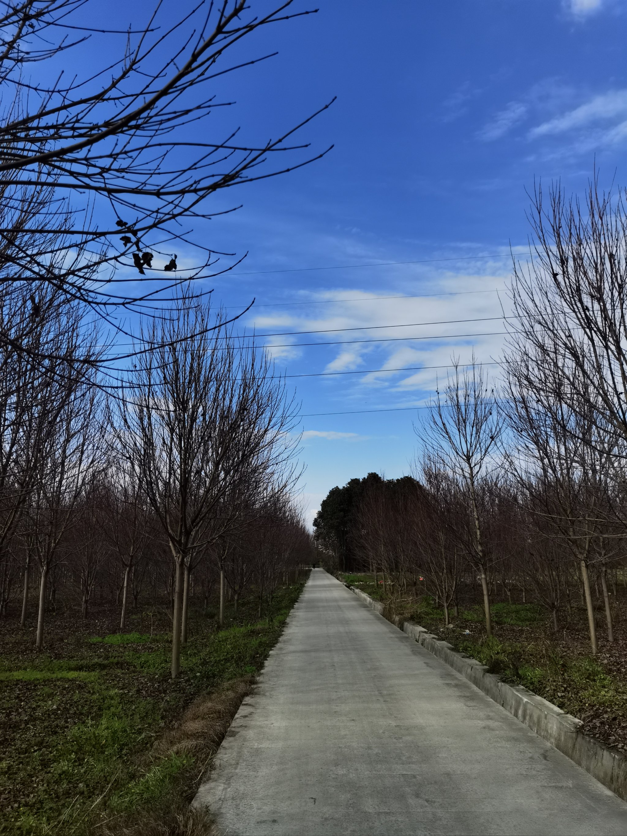 真实乡间小路图片图片