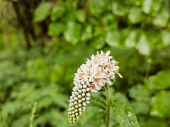 -鹫峰国家森林公园