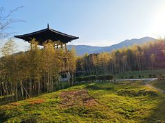 -大唐贡茶院