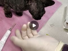 -北京观赏动物医院·24小时大型综合·猫专科·异宠专科