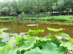 -陈家山荷花公园