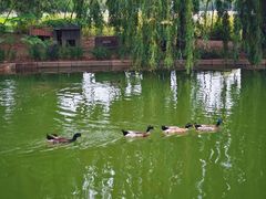 -莲花池公园