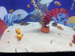 -烟台海昌鲸鲨海洋公园