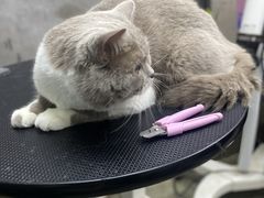 -PETKIT小佩宠物·低压洗护(国顺东路店)