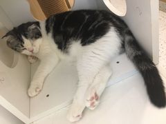 -猫域·湾主题猫咖·宠物吧(南坪城市广场店)