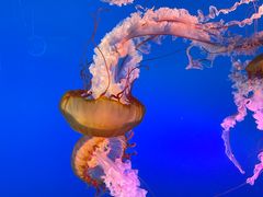 -太平洋海底世界