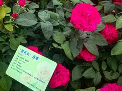 -大望京公园