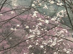 -新建村梅花