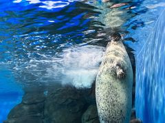 -上海海洋水族馆