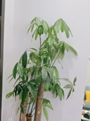 -苗方清颜专业祛痘·皮肤管理