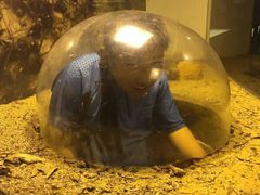 -墨尔本博物馆(Melbourne Museum)