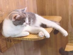 -藦茜花园宠物主题亲子互动体验馆(国顺东路店)