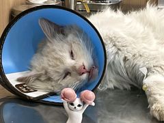 -米苏动物医院·犬猫专科·骨科外科内窥镜