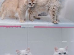 -lincat·猫舍(广州店)