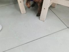 -爱侣宠医·鹦鹉专科·小型哺乳类·异宠专科(灵石路店)