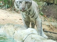-广州长隆野生动物世界