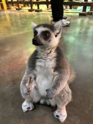 -Zoolung Zoolung动物主题公园(海信广场店)