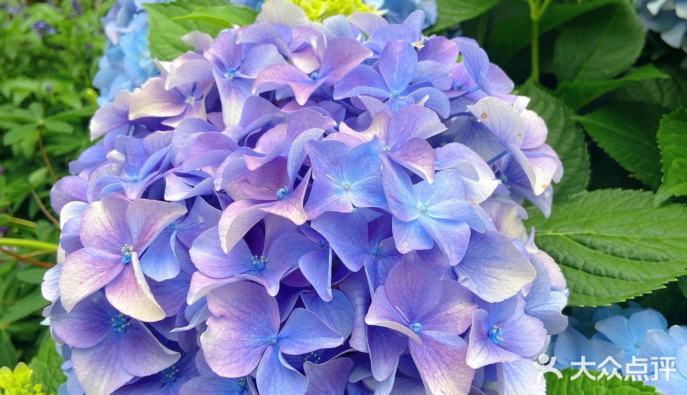 仙湖花展｜春日赏花｜满眼都是春天，美醉了
