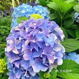 仙湖花展｜春日赏花｜满眼都是春天，美醉了