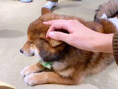 -逗柴咖啡屋·狗咖猫咖宠物桌游