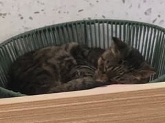 -喵园·猫主题咖啡厅·撸猫·猫咖(国贸店)