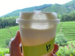 -白茶原·一片叶子