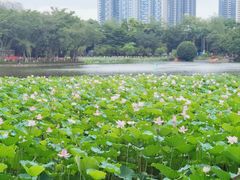 -荔湾湖公园
