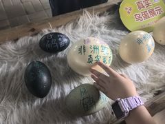 -广州长隆飞鸟乐园