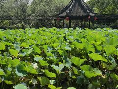 -上海醉白池公园