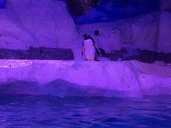 -暹罗海洋世界
