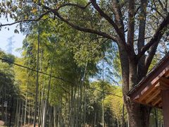 -东明山森林公园