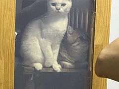 -瑞派宠物医院·24h·骨外科·皮肤科·全科宠物医疗转诊中心(沈阳浑南院)