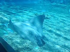 -北戴河圣蓝海洋公园