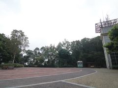 -银湖山郊野公园-相思林