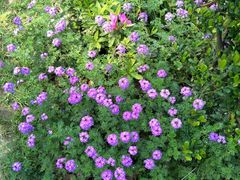 -艾溪湖湿地公园