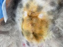 -北京恒爱动物医院(清景园分院)