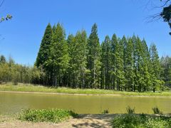 -黄海国家森林公园