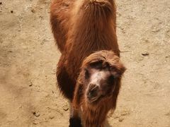 -石家庄市动物园