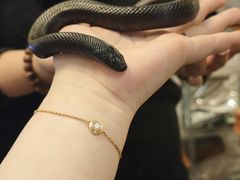 -吉丁鸟咖·异宠·寄养