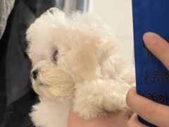 -萌宠之家·腊肠犬·马尔泰·小体犬舍