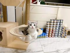 -欣宠猫屋·矮脚拿破仑·蓝金金渐层