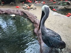 -新加坡飞禽公园