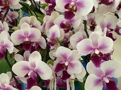 -平吉花卉市场