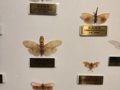 -上海昆虫博物馆