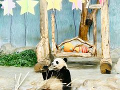 -海南热带野生动植物园