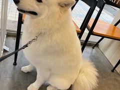 -PETKIT小佩宠物(古北店)