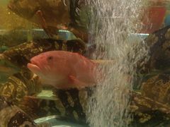-阿伟海鲜楼·福建菜(延寿店)