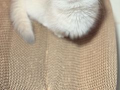 -猫十亿·布偶金渐层·曼基康矮脚猫舍(青年路店)