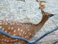 -长白岛森林公园