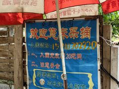 -鱼子山桑葚生态采摘园